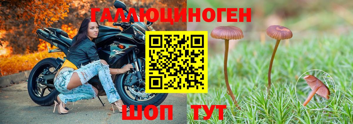 Псилоцибиновые грибы Psilocybe Сатка